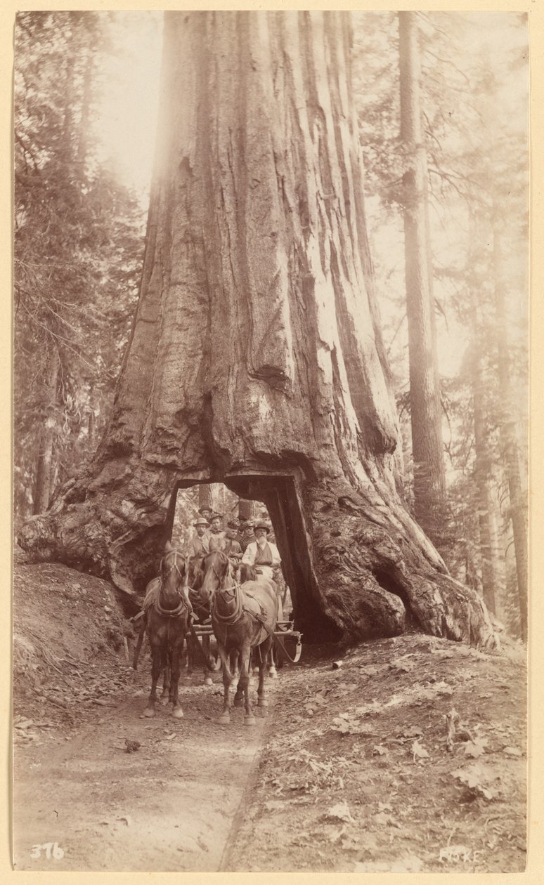 Wawona. viser stadiet i træet (diameter, 30 fod). Mariposa Grove. af George Fiske