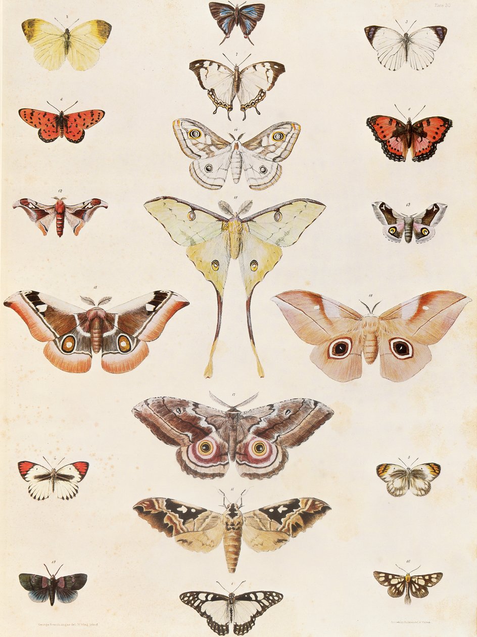 Lepidoptera fra Natal og Zulu-landet af George French Angas