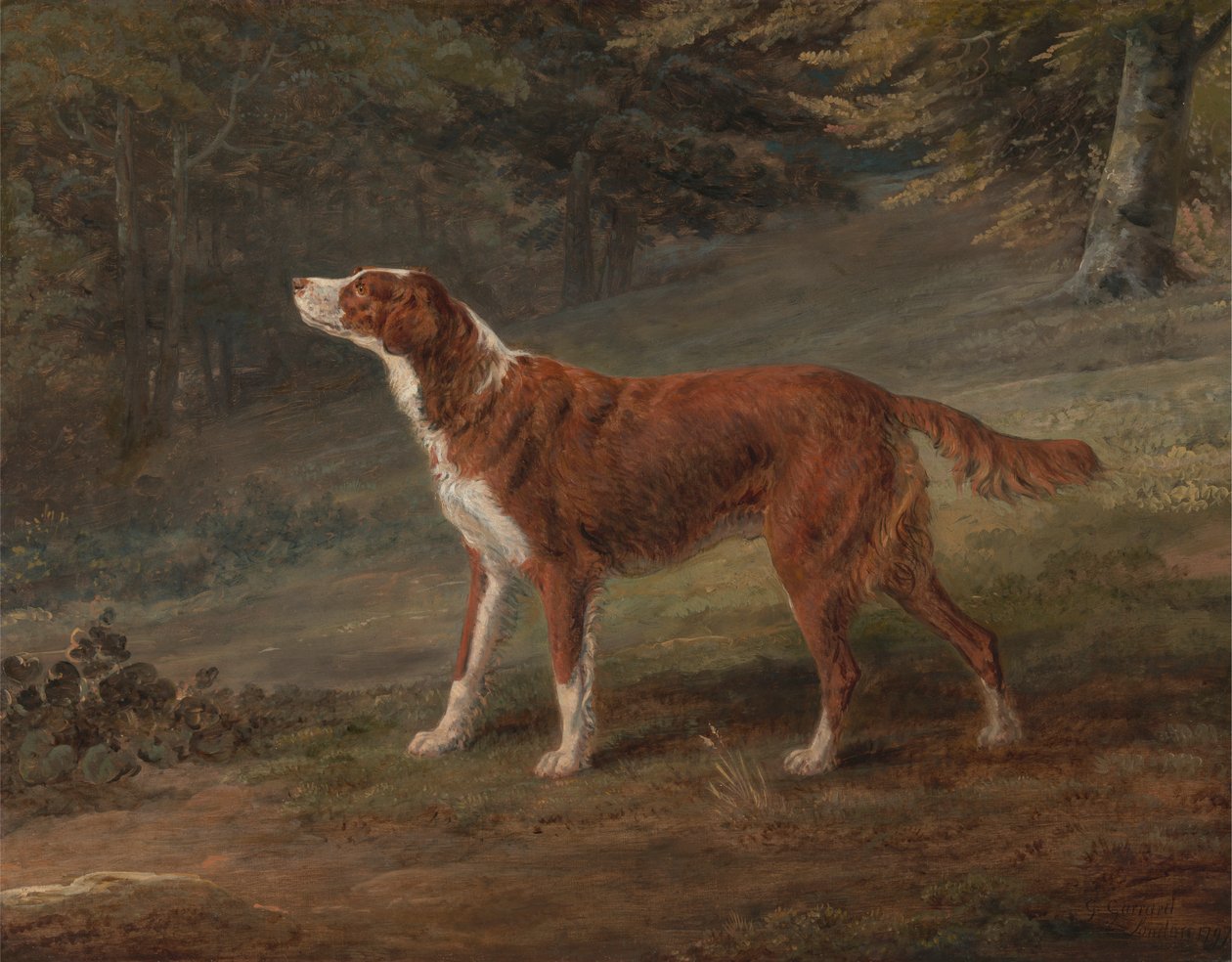 Ranger, en setter, ejet af Elizabeth Gray af George Garrard