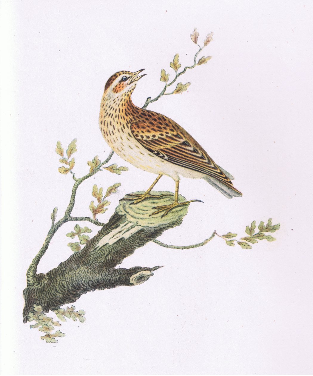 Woodlark, Nature in Britain udgivet af Collins af George Graves