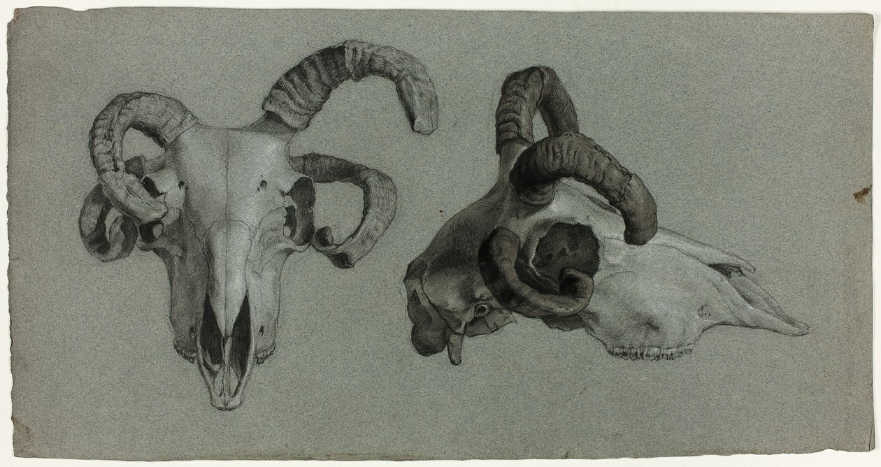 Rams