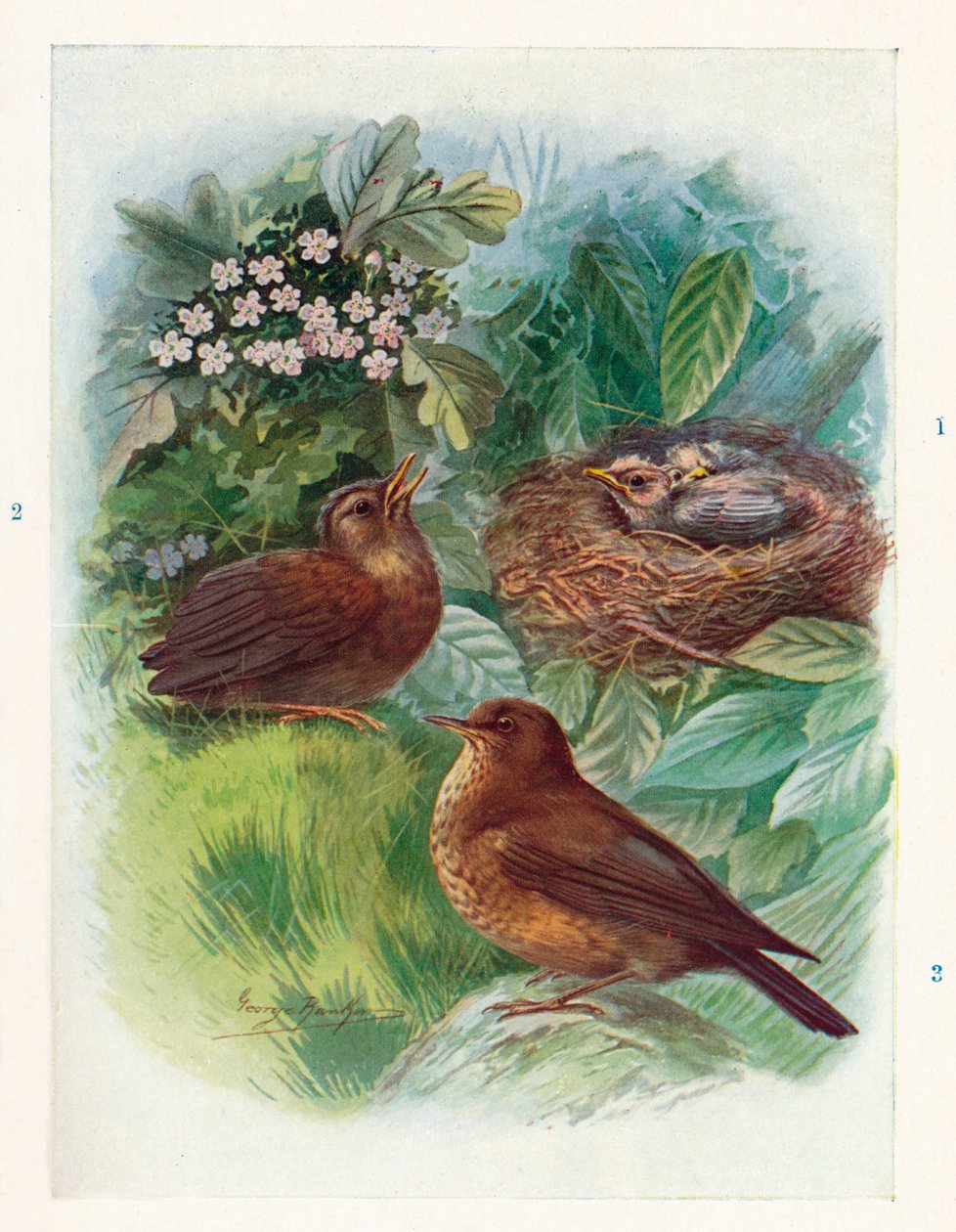 En typisk Nidicolous Nestling - tre stadier. Blackbird, c1910, 1910 af George James Rankin