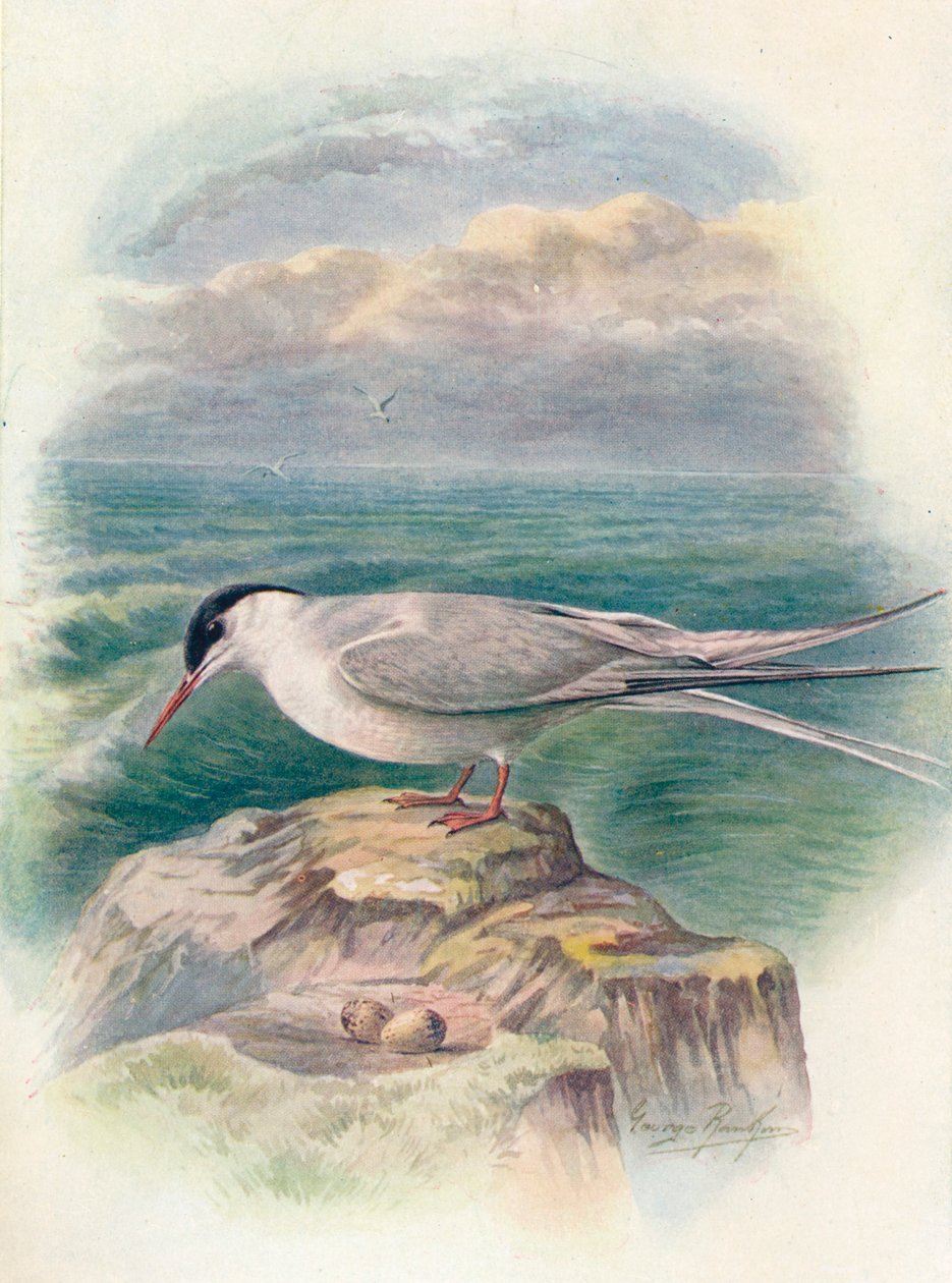 Arktisk tern - Sterna macrura, c1910, 1910 af George James Rankin