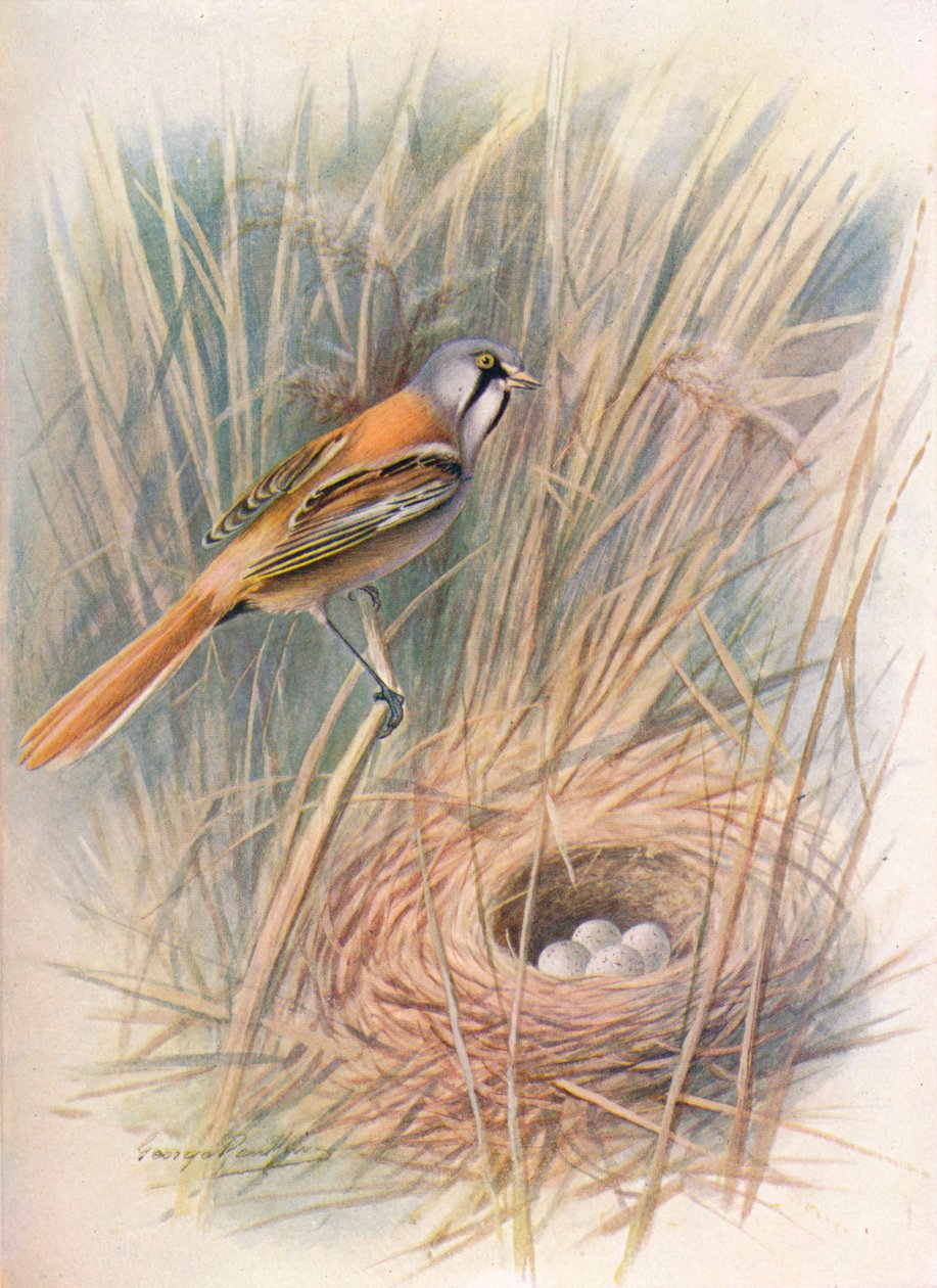 Skægmejse eller slyngel - Panurus biarmicus, c1910, 1910 af George James Rankin