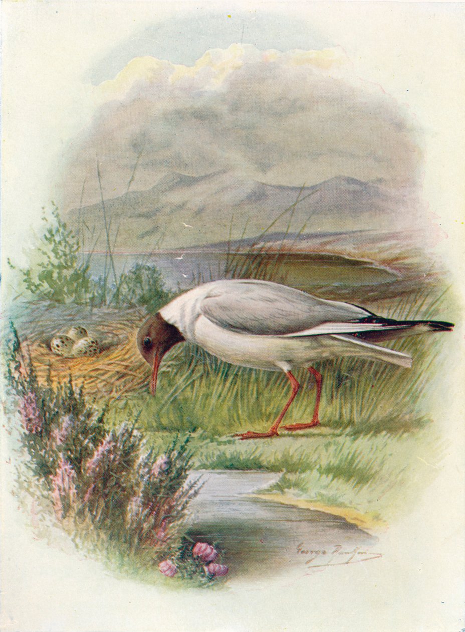 Sorthovedet måge - Larus ridibundus, c1910, 1910 af George James Rankin