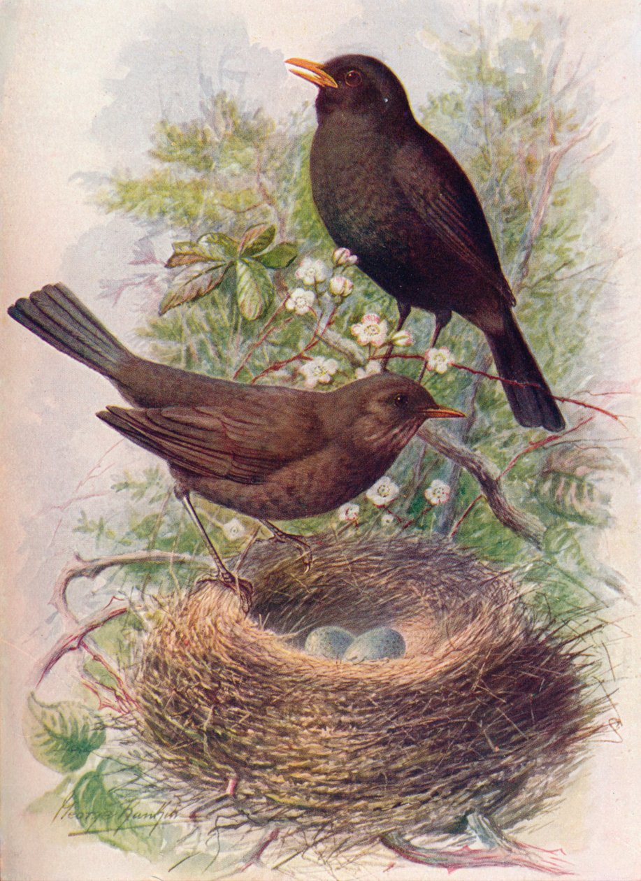 Solsort - Turdus merula, c1910, 1910 af George James Rankin