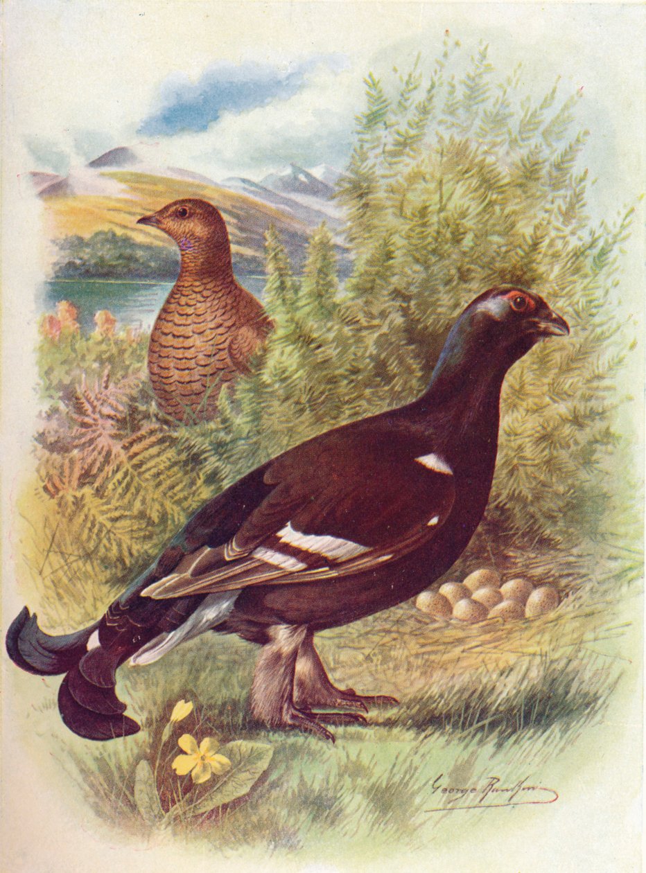 Black-cock or Black-Rouse - Tetrao tetrix, c1910, 1910 af George James Rankin