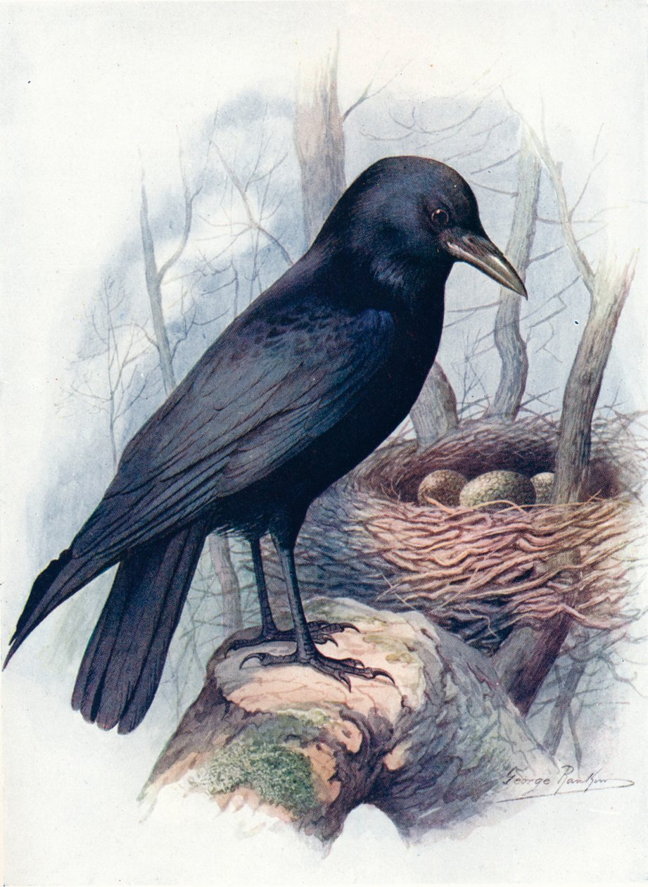 Carrion-Crow - Corvus corone, c1910, 1910 af George James Rankin