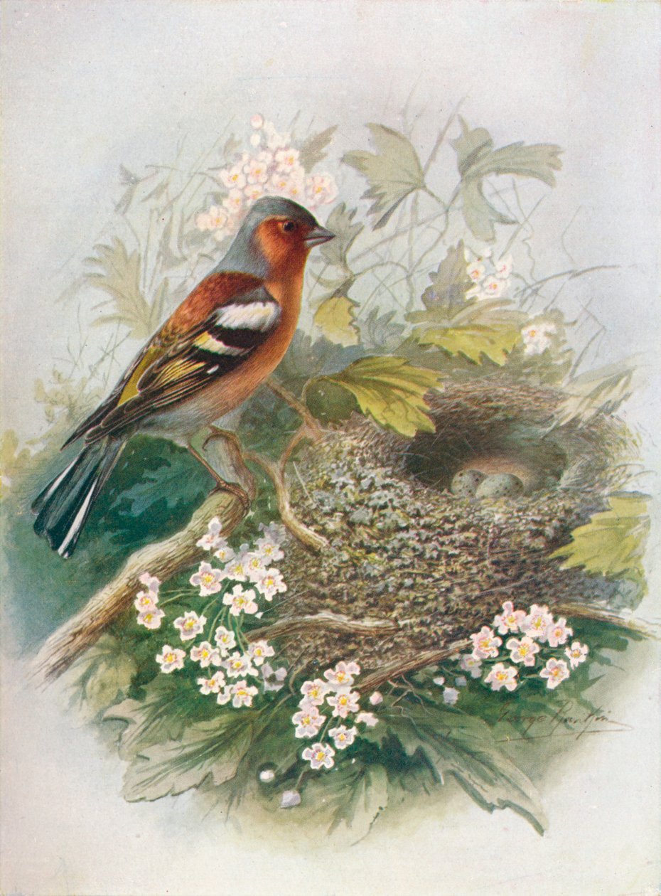 Bogfinke - Ugift Fringilla, c1910, 1910 af George James Rankin