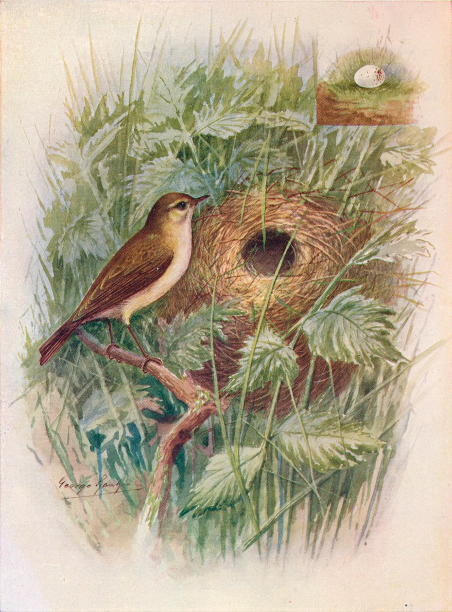 Chiff-Chaff - Phylloscopus rufus, c1910, 1910 af George James Rankin