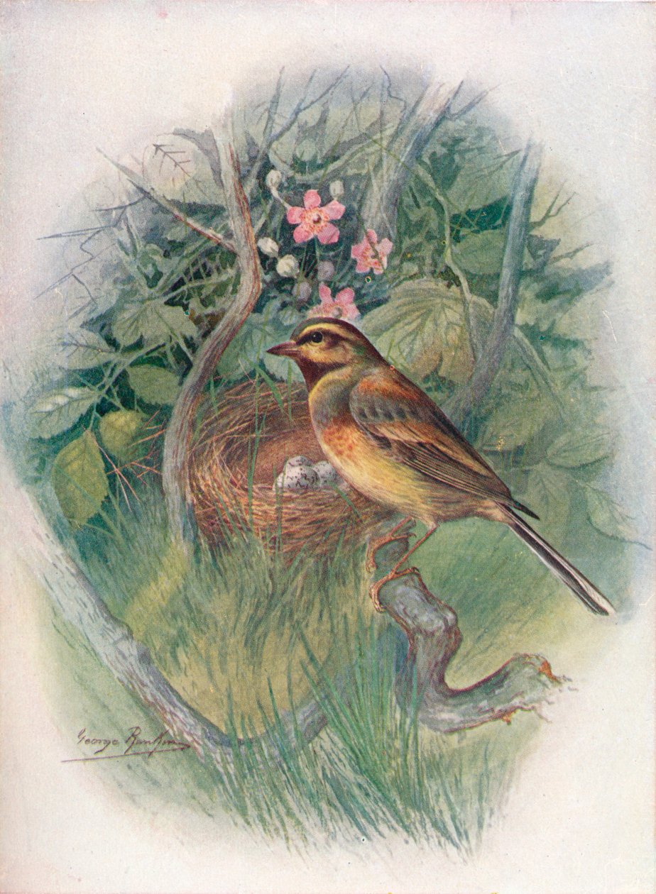 Cirl-Bunting - Emberiza cirlus, c1910, 1910 af George James Rankin