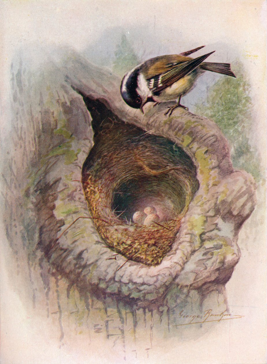 Coal-Tit - Parus ater, c1910, 1910 af George James Rankin