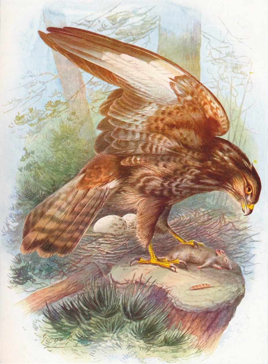 Almindelig musvåge - Buteo vulgaris, c1910, 1910 af George James Rankin