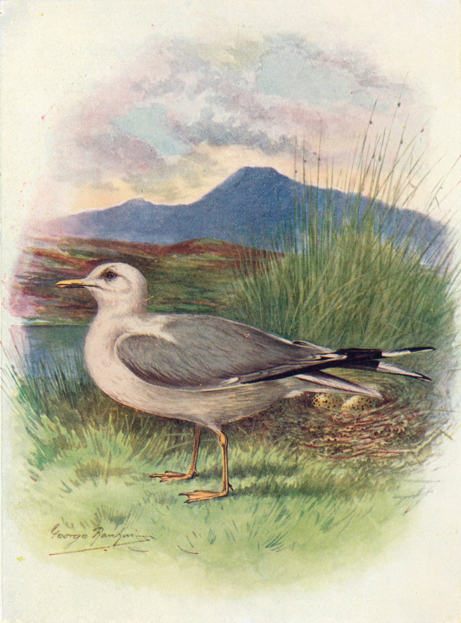 Almindelig måge - Larus canus, c1910, 1910 af George James Rankin
