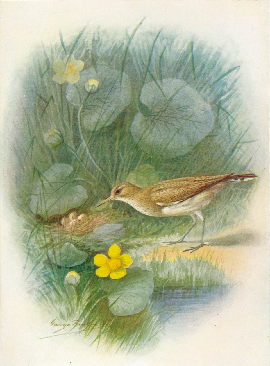 Sandpiper - Totanus hypoleucus, c1910, 1910 af George James Rankin