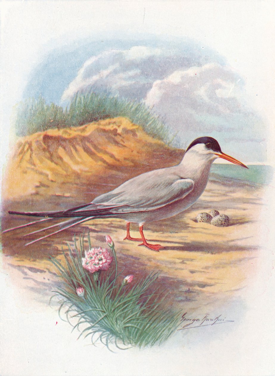 Almindelig terne - Sterna fluviatilis, c1910, 1910 af George James Rankin