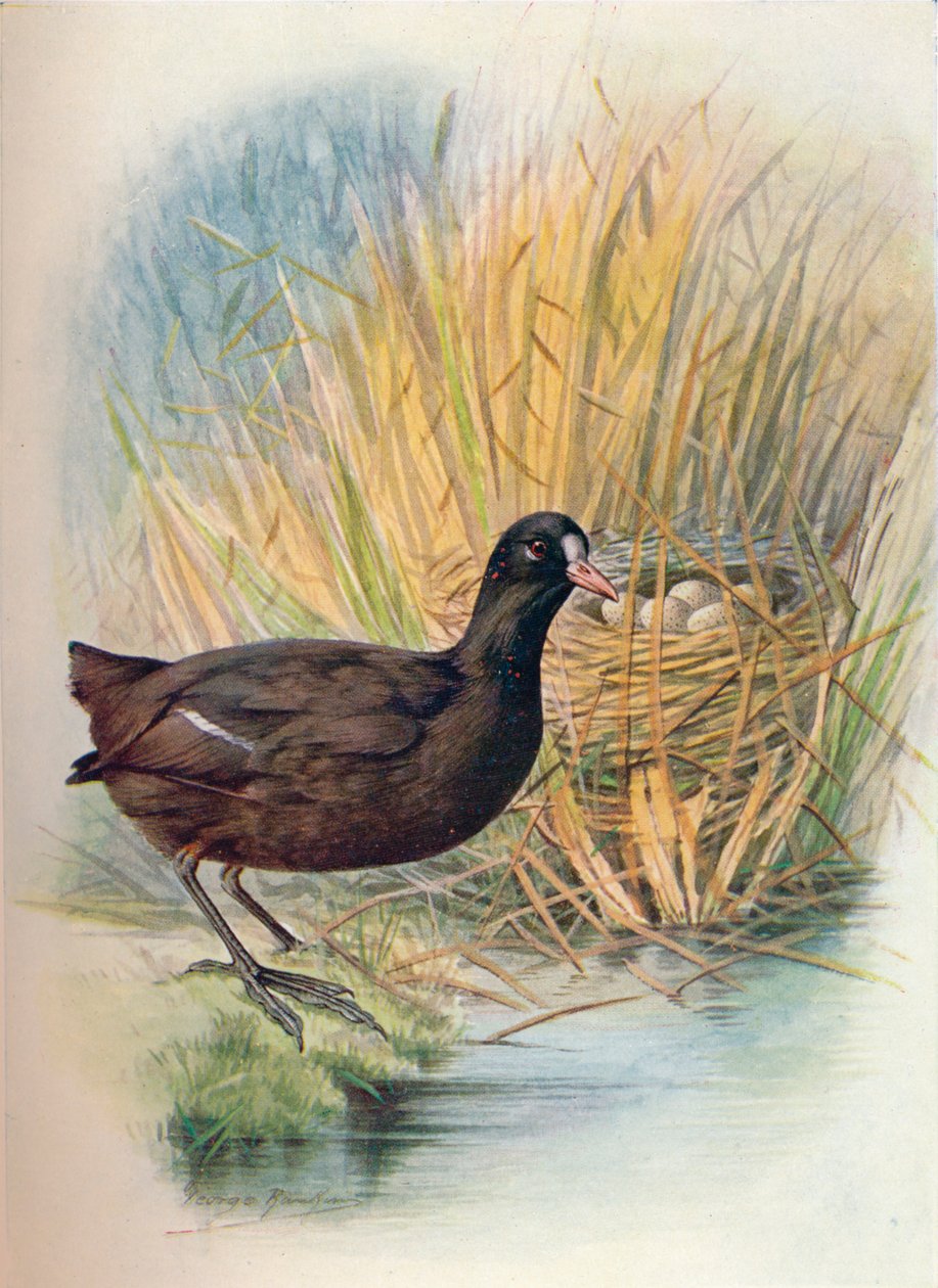 Hønshøne - Fulica atra, c1910, 1910 af George James Rankin