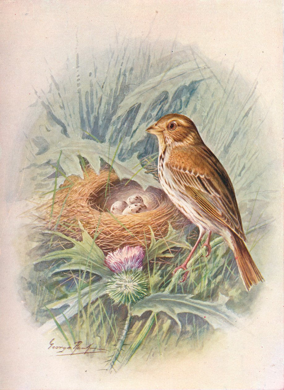 Corn-Bunting - Emberiza miliaria, c1910, 1910 af George James Rankin