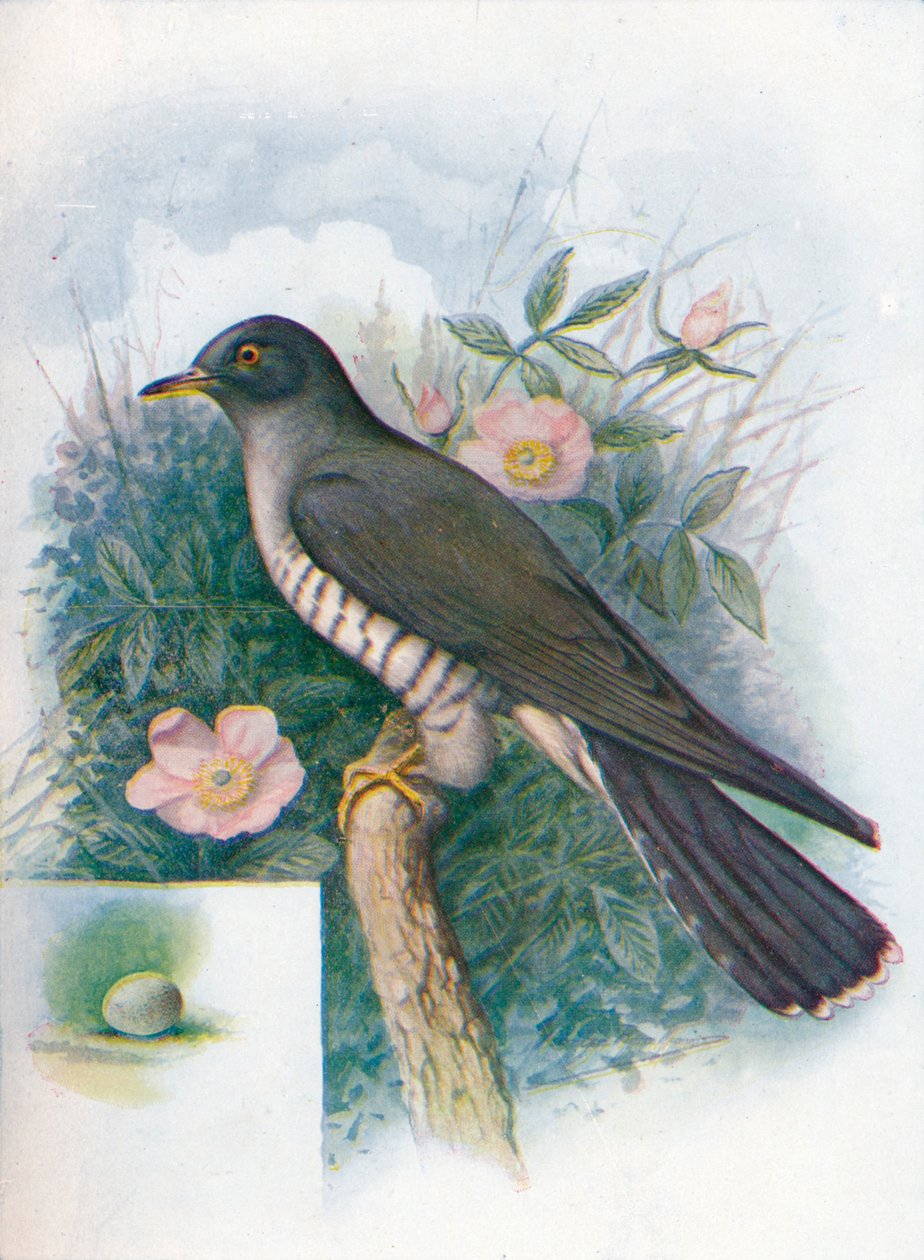 Gøg - Cuculus canorus, c1910, 1910 af George James Rankin