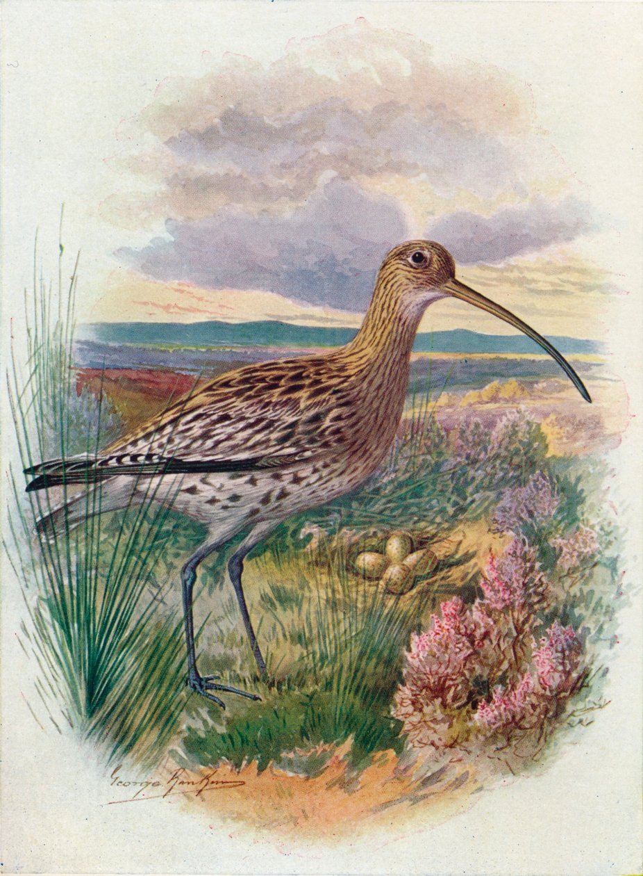 Curlew - Numenius arquata, c1910, 1910 af George James Rankin