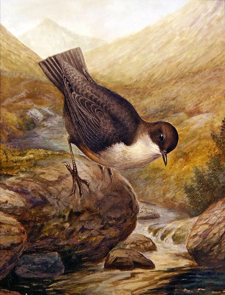 Dipper (akvarel på papir) af George James Rankin