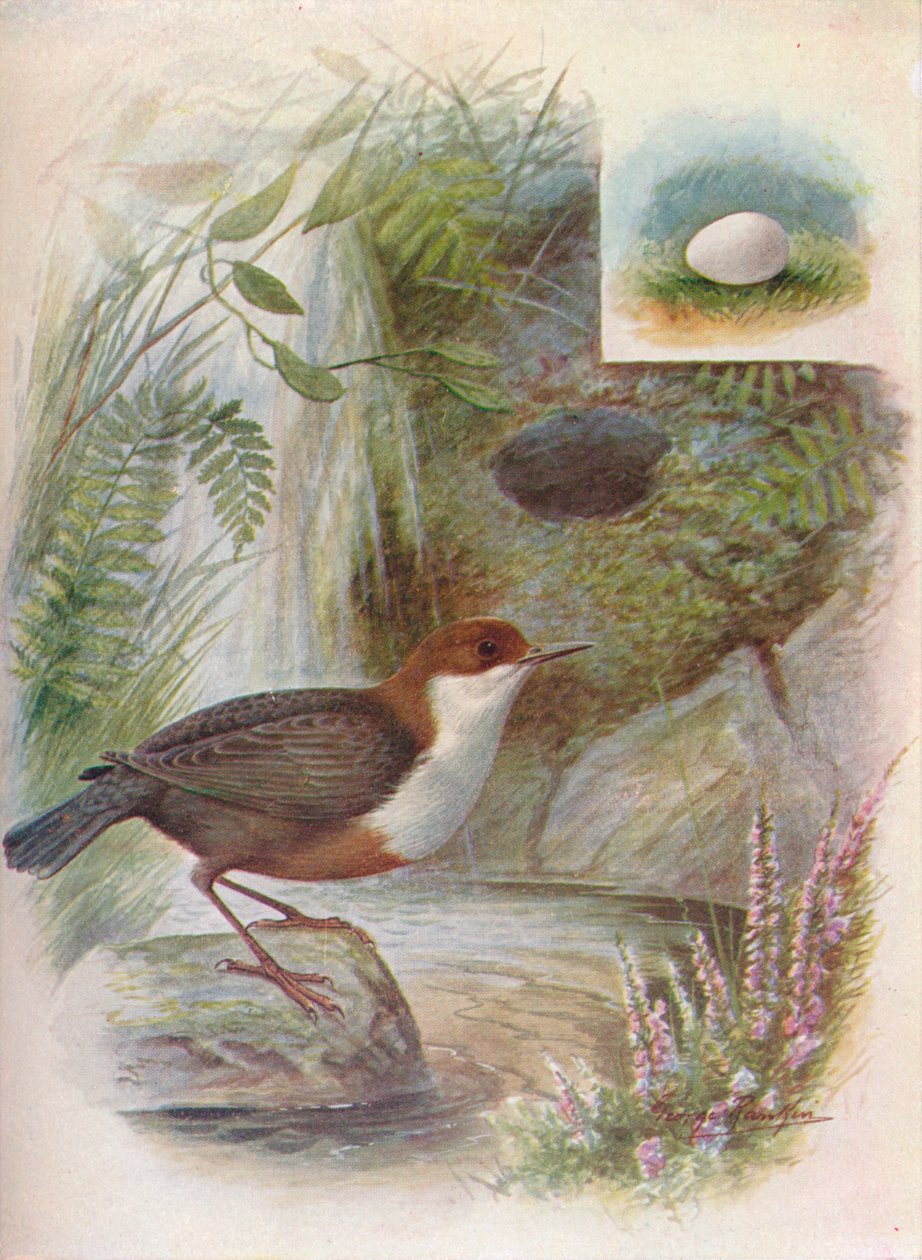 Dipper eller Vand-Ousel - Cinclus aquaticus, c1910, 1910 af George James Rankin