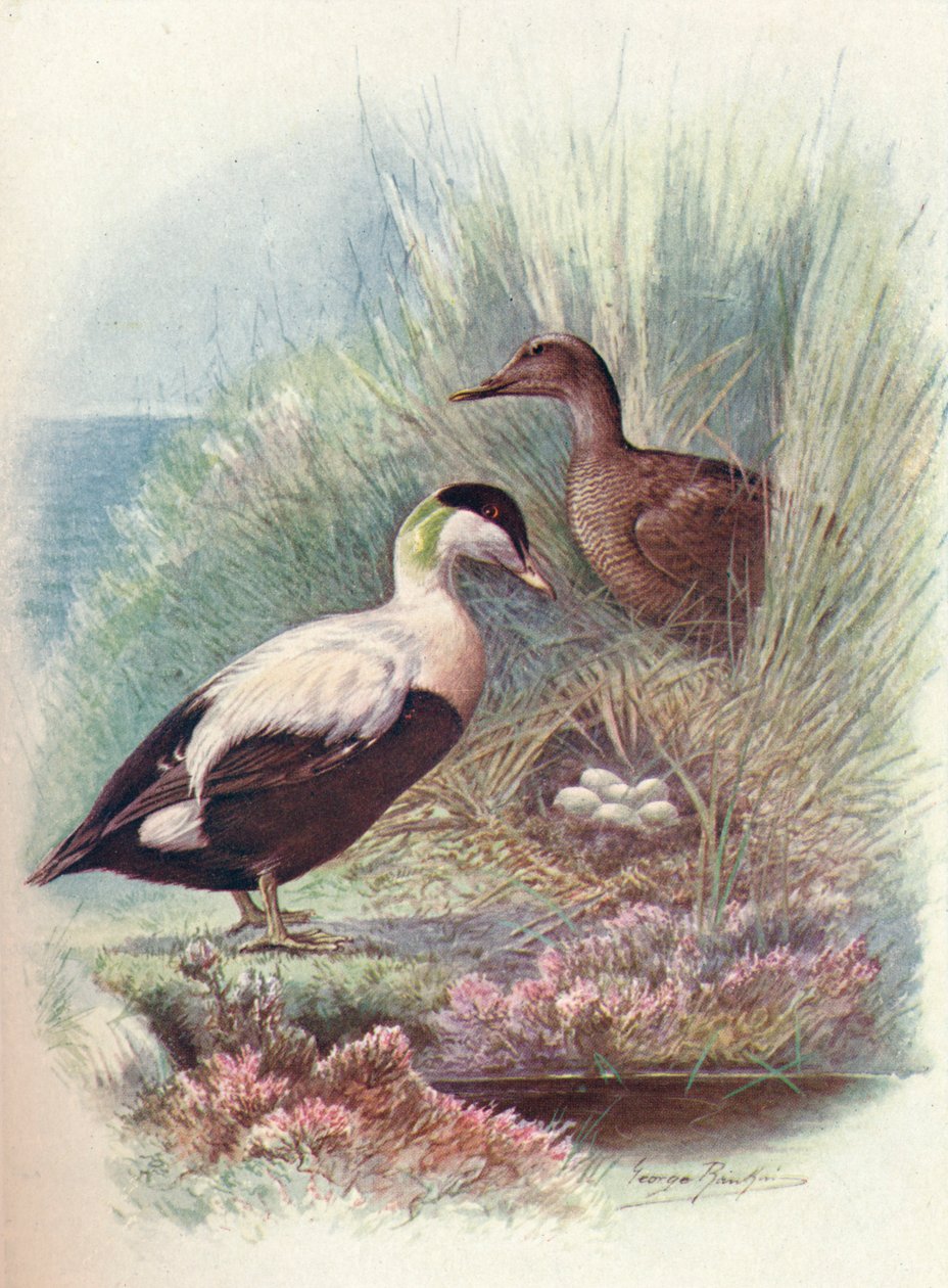 Edderfugl - Somateria mollissima, c1910, 1910 af George James Rankin