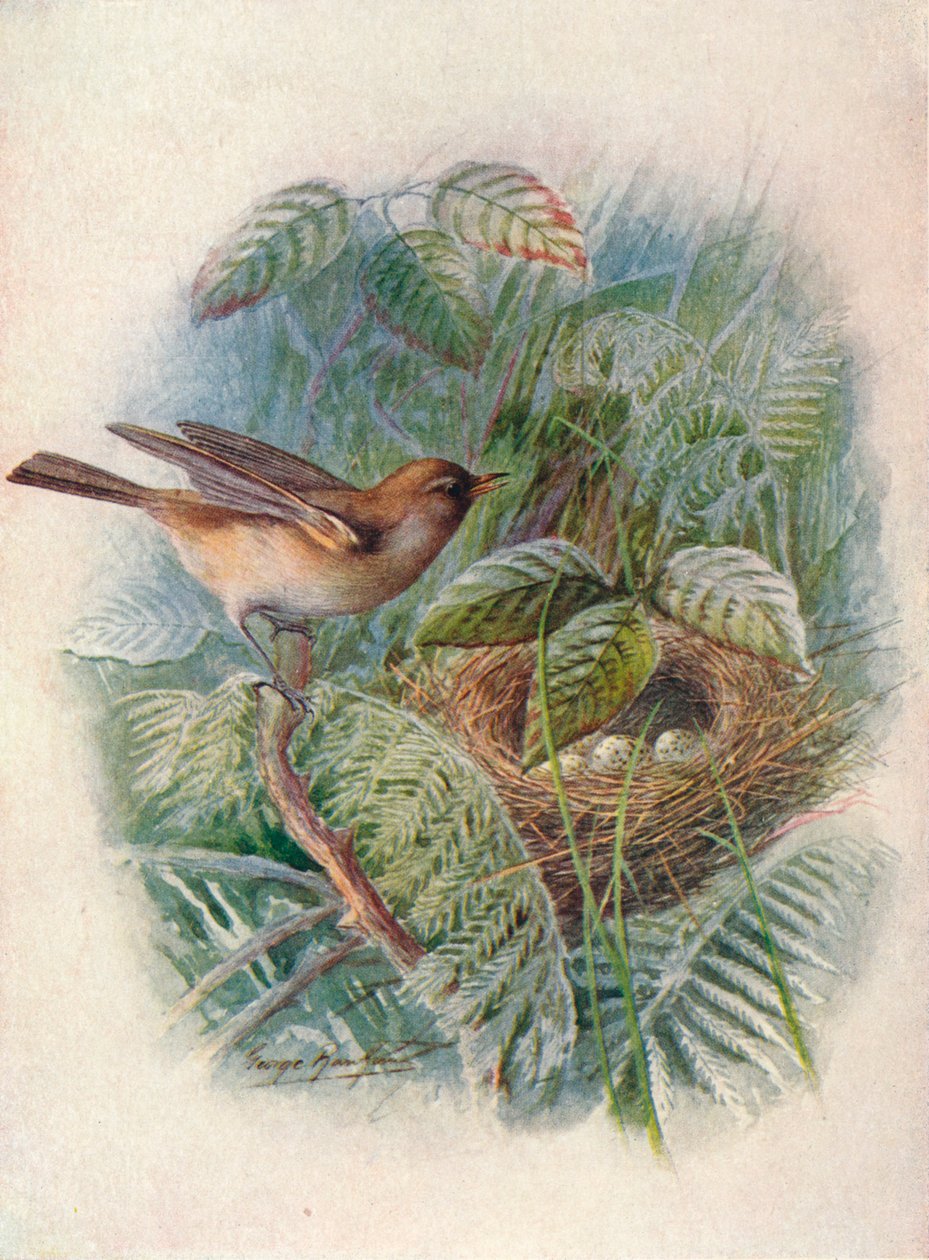 Havesanger - Sylvia hortensis, c1910, 1910 af George James Rankin