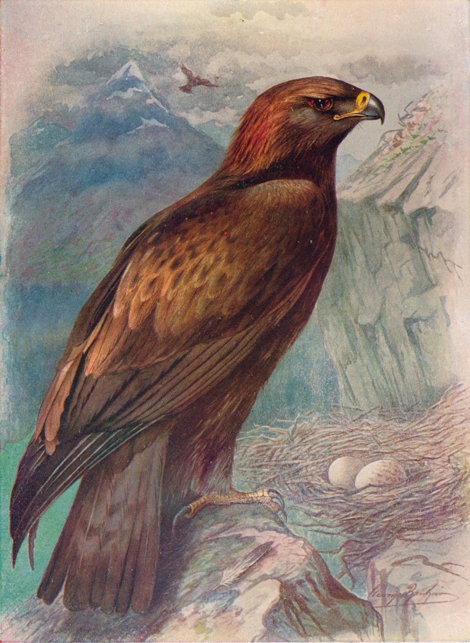 Golden Eagle - Aquila chrysaetos, c1910, 1910 af George James Rankin