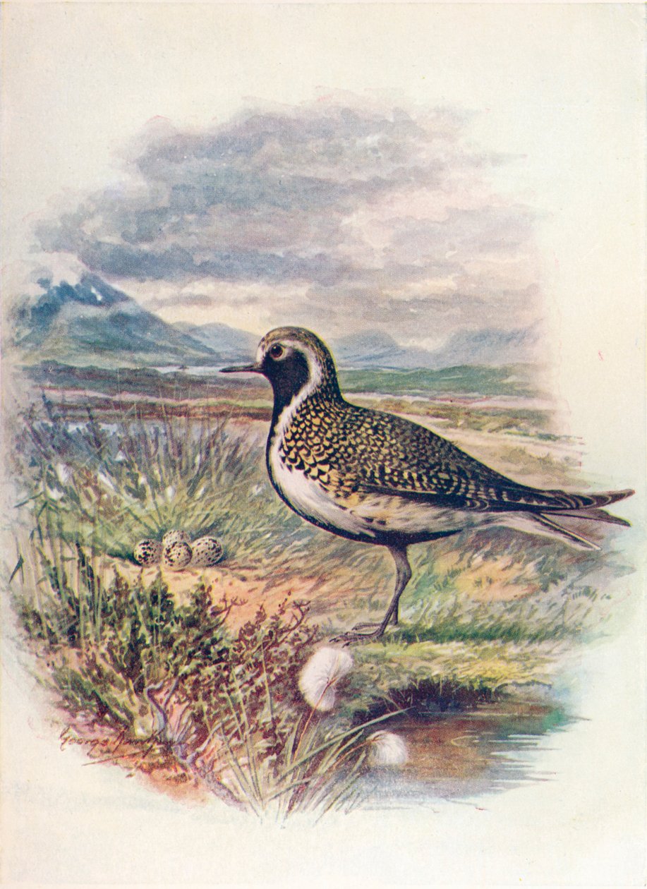 Guldhøne - Charadrius pluvialis, c1910, 1910 af George James Rankin