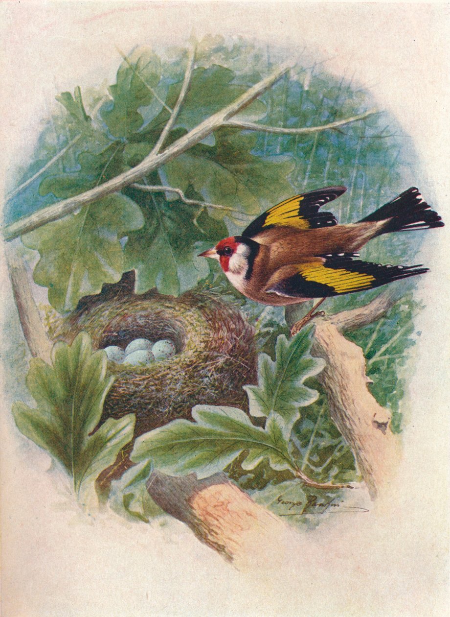 Guldfinke - Carduelis elegans, c1910, 1910 af George James Rankin