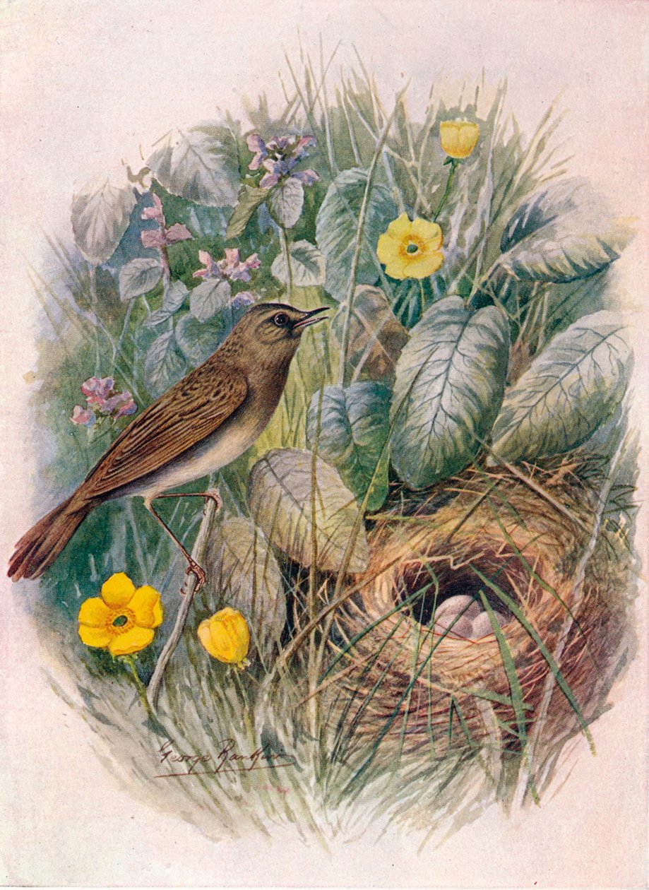 Græshoppe-sanger - Locustella naevia, c1910, 1910 af George James Rankin