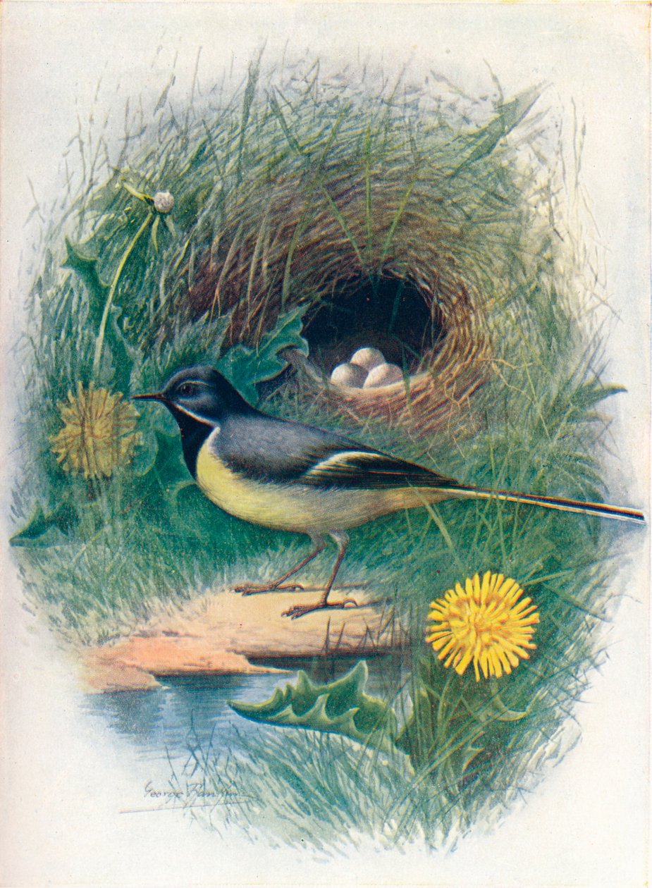 Grå vipstjert - Motacilla melanope, c1910, 1910 af George James Rankin