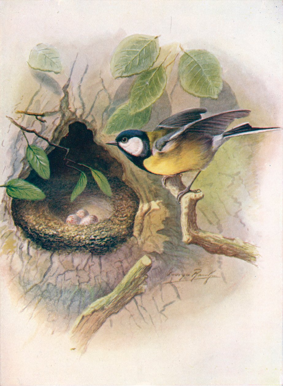 Stormejse - Parus major, c1910, 1910 af George James Rankin