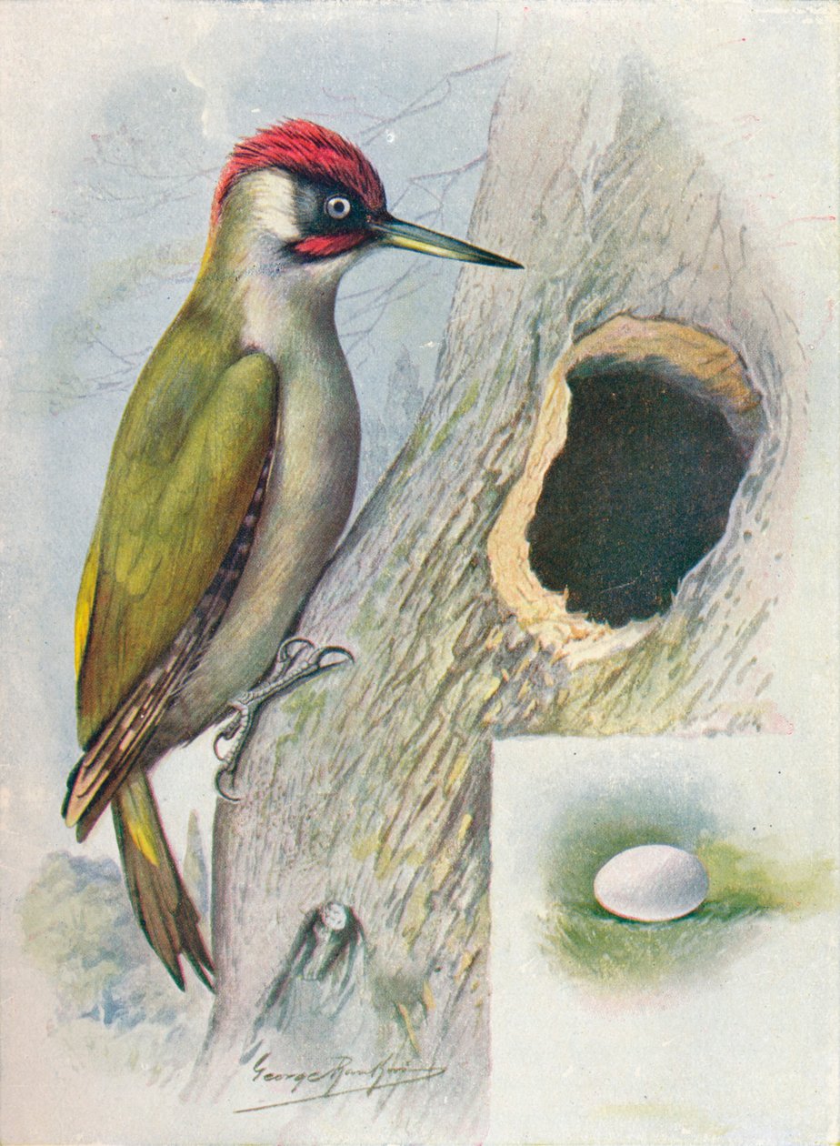 Grøn spætte - Gecinus viridis, c1910, 1910 af George James Rankin