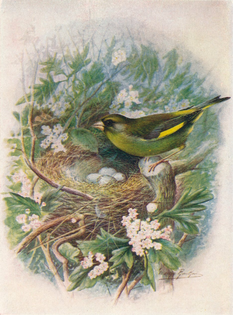 Grønfinke - Ligurinus chloris, c1910, 1910 af George James Rankin
