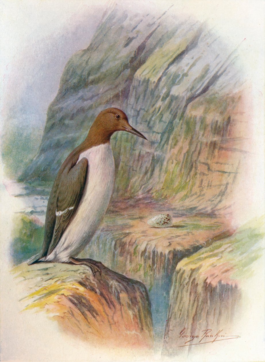 Guillemot - Uria troile, c1910, 1910 af George James Rankin
