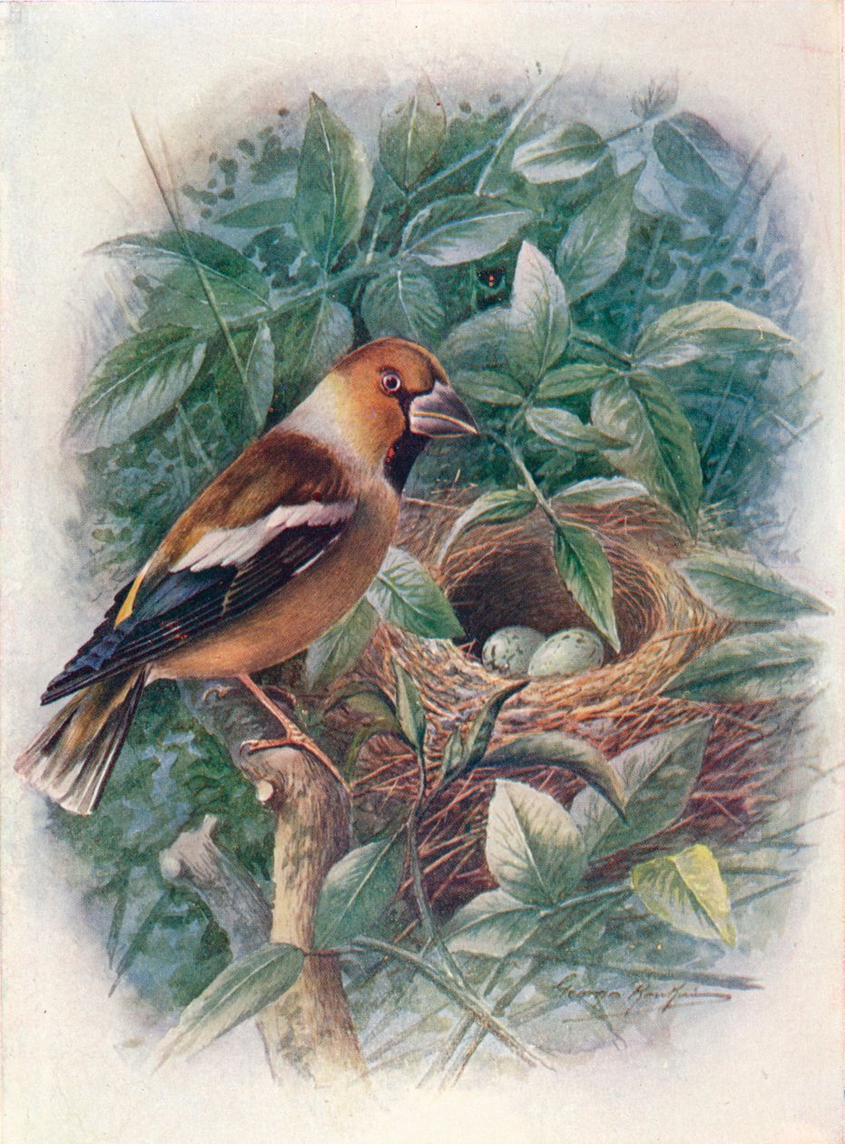 Hawfinch - Coccothraustes vulgaris, c1910, 1910 af George James Rankin