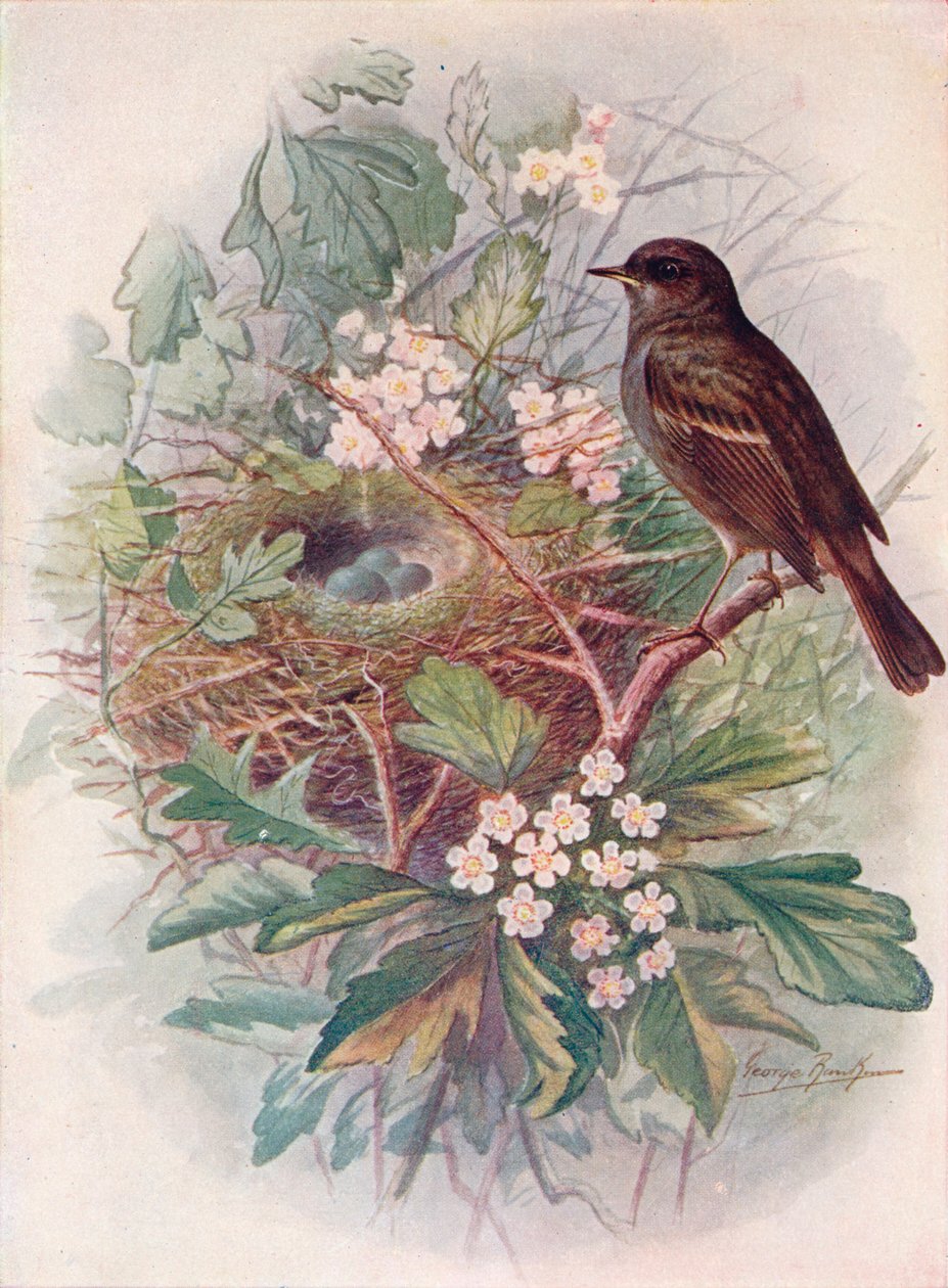 Hedgesparrow - Accentor modulær, c1910, 1910 af George James Rankin