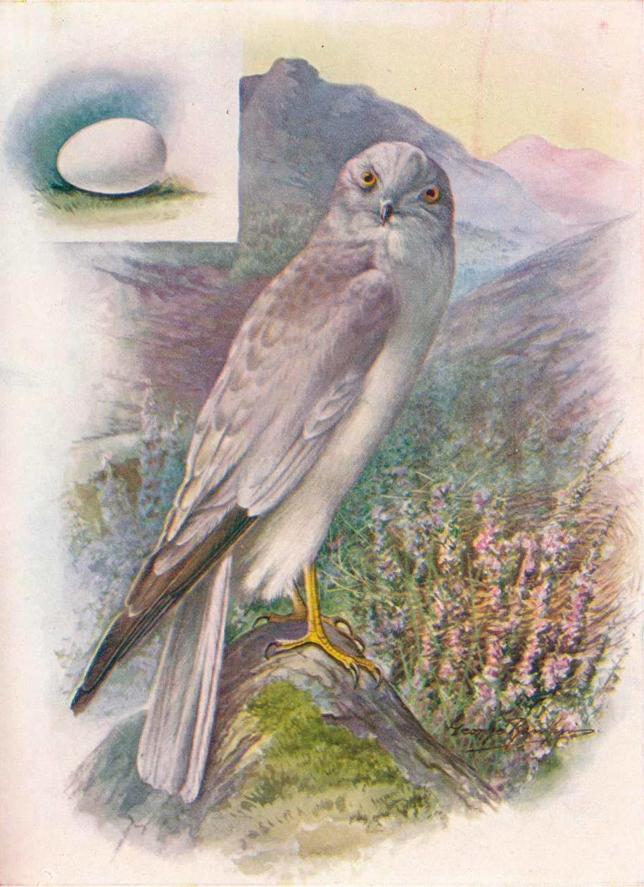 Hen-Harrier - Circus cyaneus, c1910, 1910 af George James Rankin