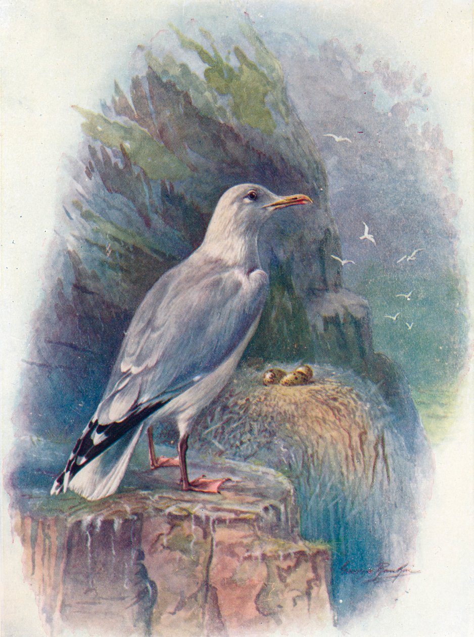 Sildemåge - Larus argentatus, c1910, 1910 af George James Rankin