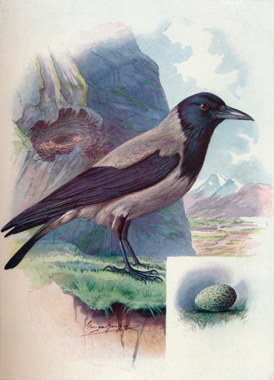 Hættekrage - Corvus cornix, c1910, 1910 af George James Rankin