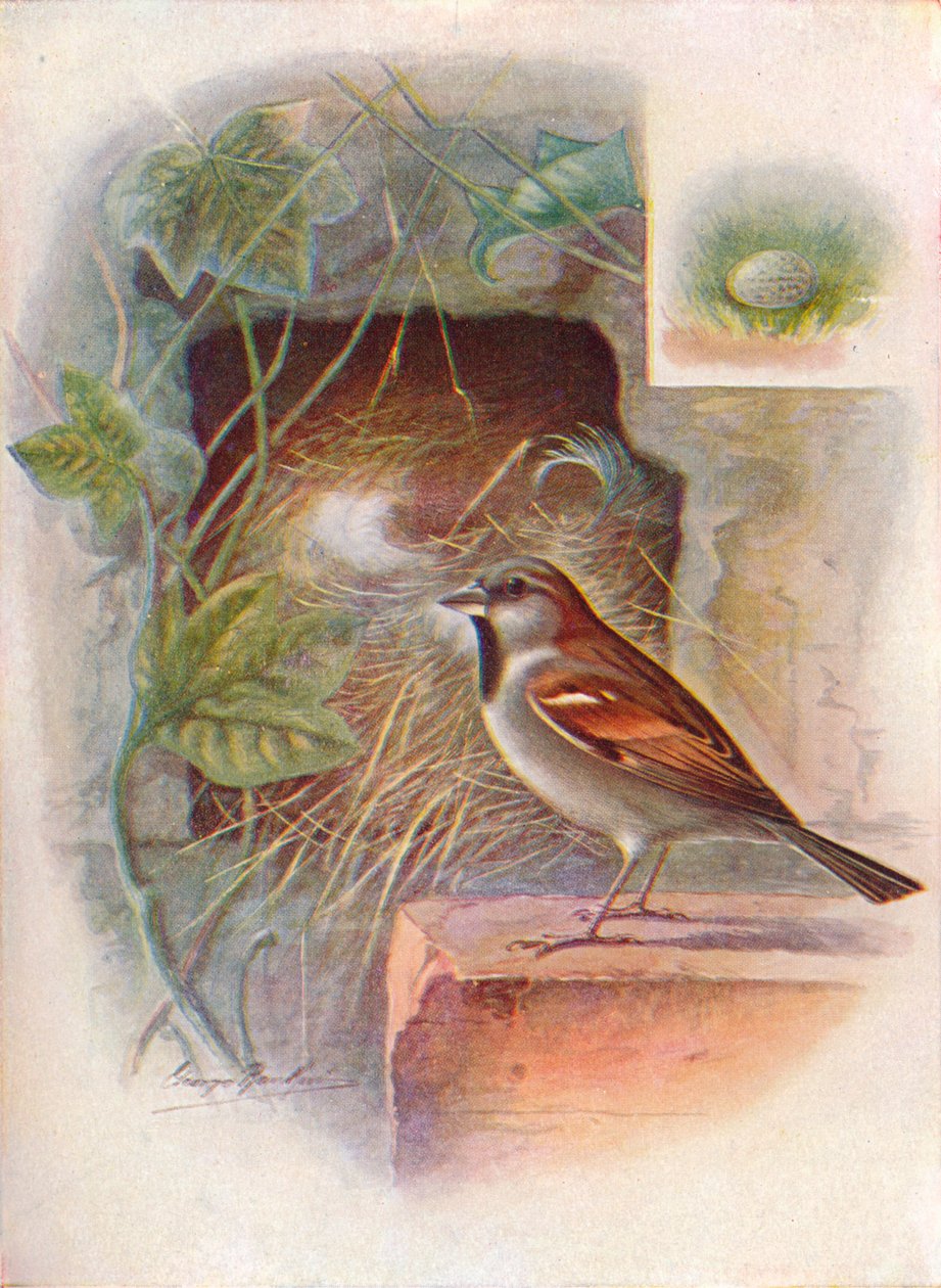 Husspurv -- Passer domesticus, c1910, 1910 af George James Rankin