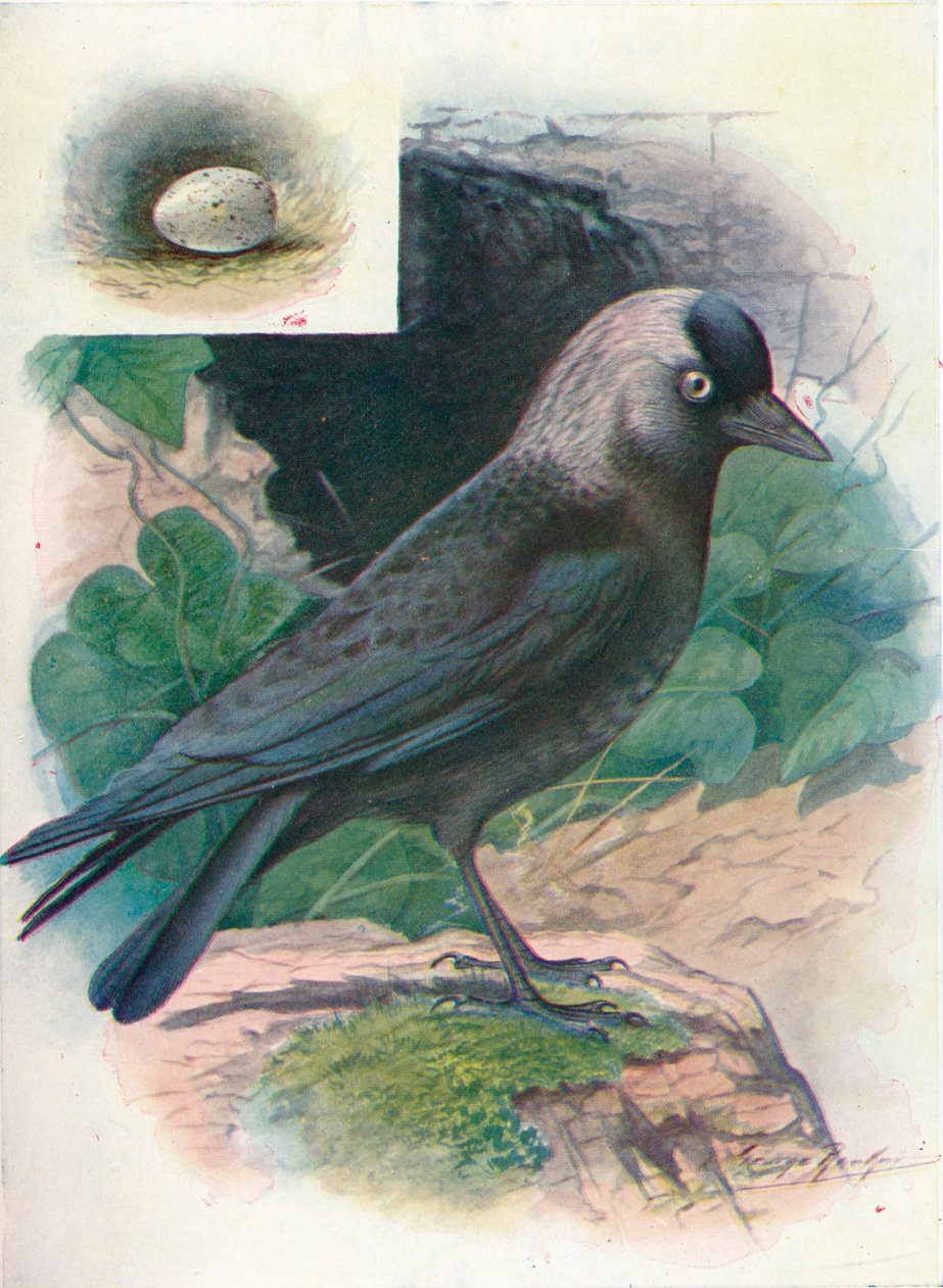 Jackdaw - Corvus monedula, c1910, 1910 af George James Rankin