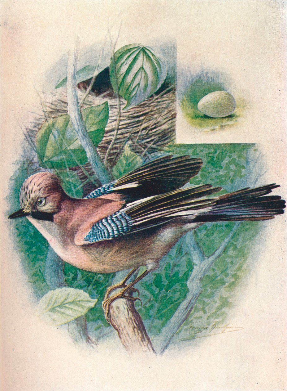 Jay-Garrulus glandarius, c1910, 1910 af George James Rankin