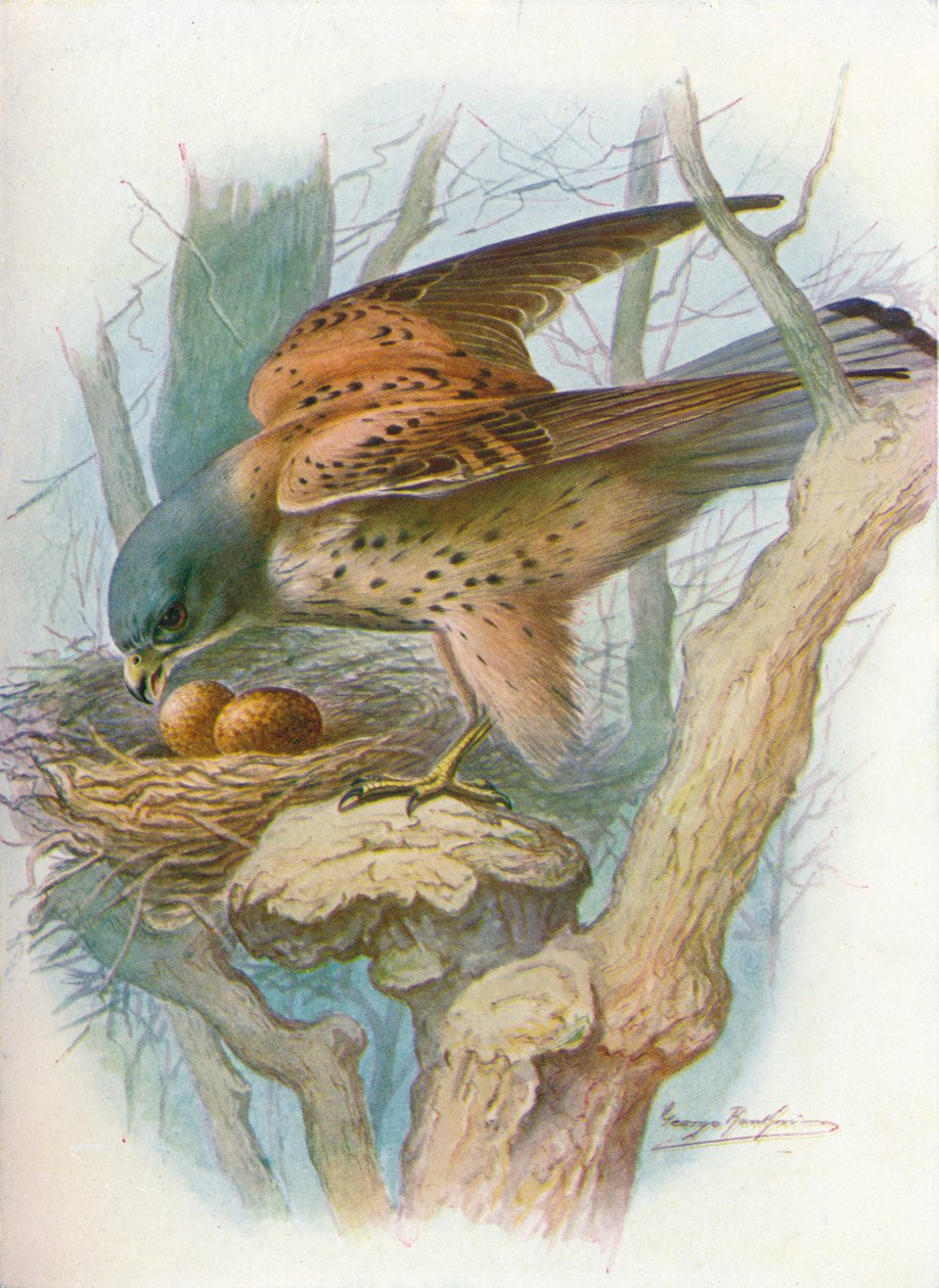 Kestrel - falco tinnunculus, c1910, 1910 af George James Rankin