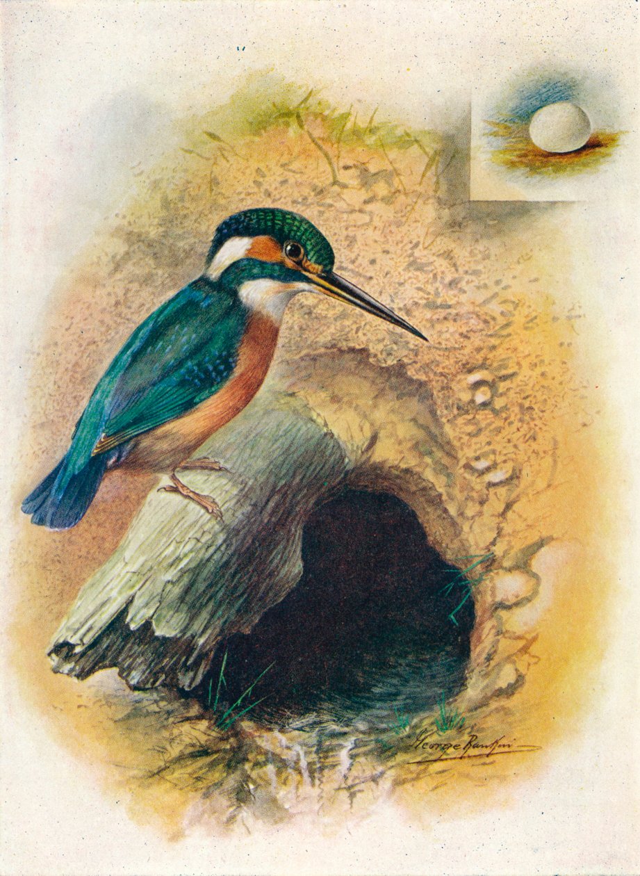 Kingfisher - Alcedo ispida, c1910, 1910 af George James Rankin
