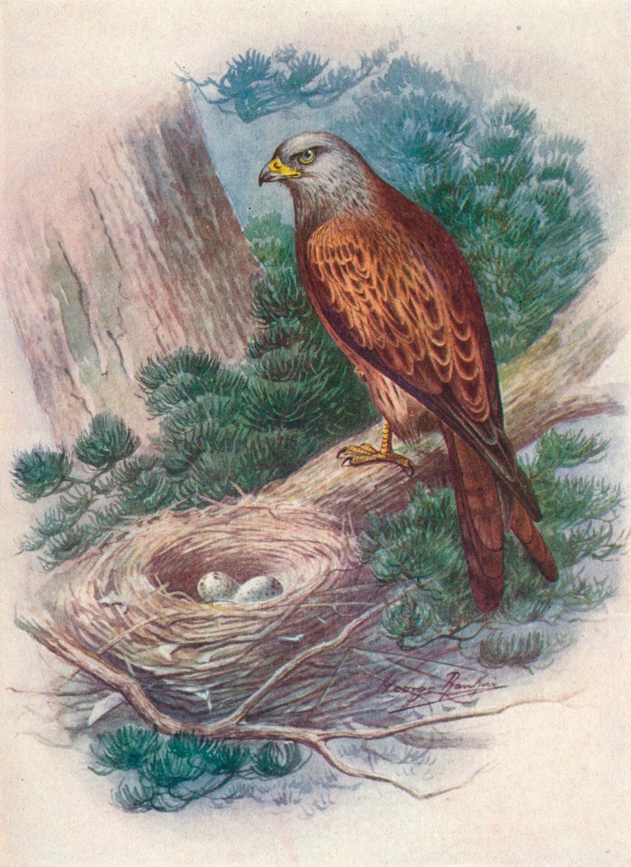 Drage - Milvus ictinus, c1910, 1910 af George James Rankin