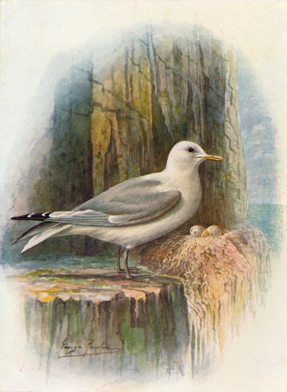Kittiwake - Rissa tridactyla, c1910, 1910 af George James Rankin