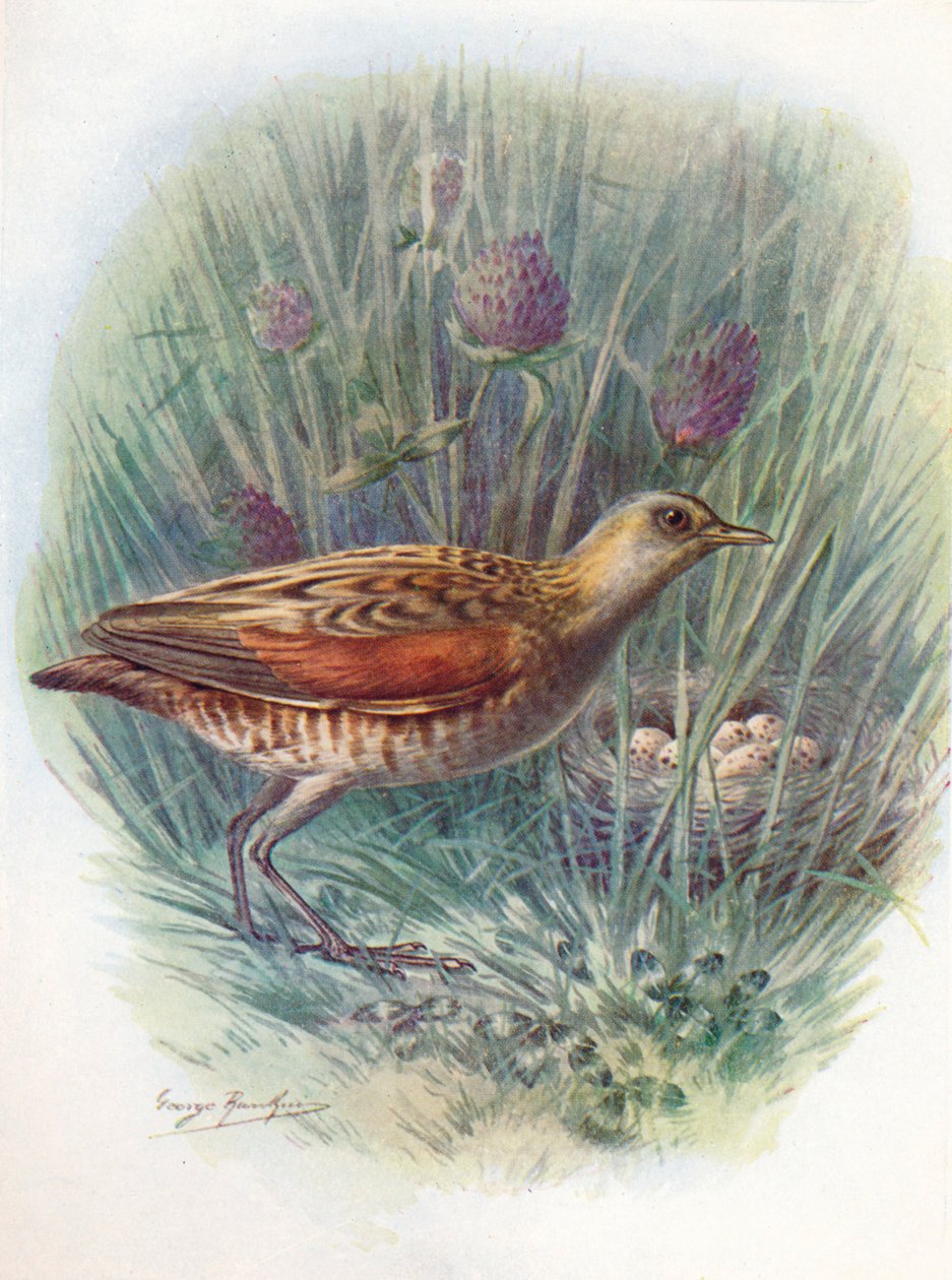 Landrail eller engsnarr - Crex pratensis, c1910, 1910 af George James Rankin